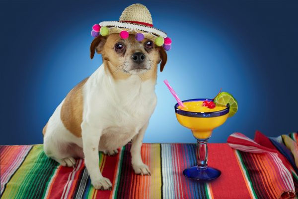 Yucatan Style 13.5 oz Margarita Glass - Image 3